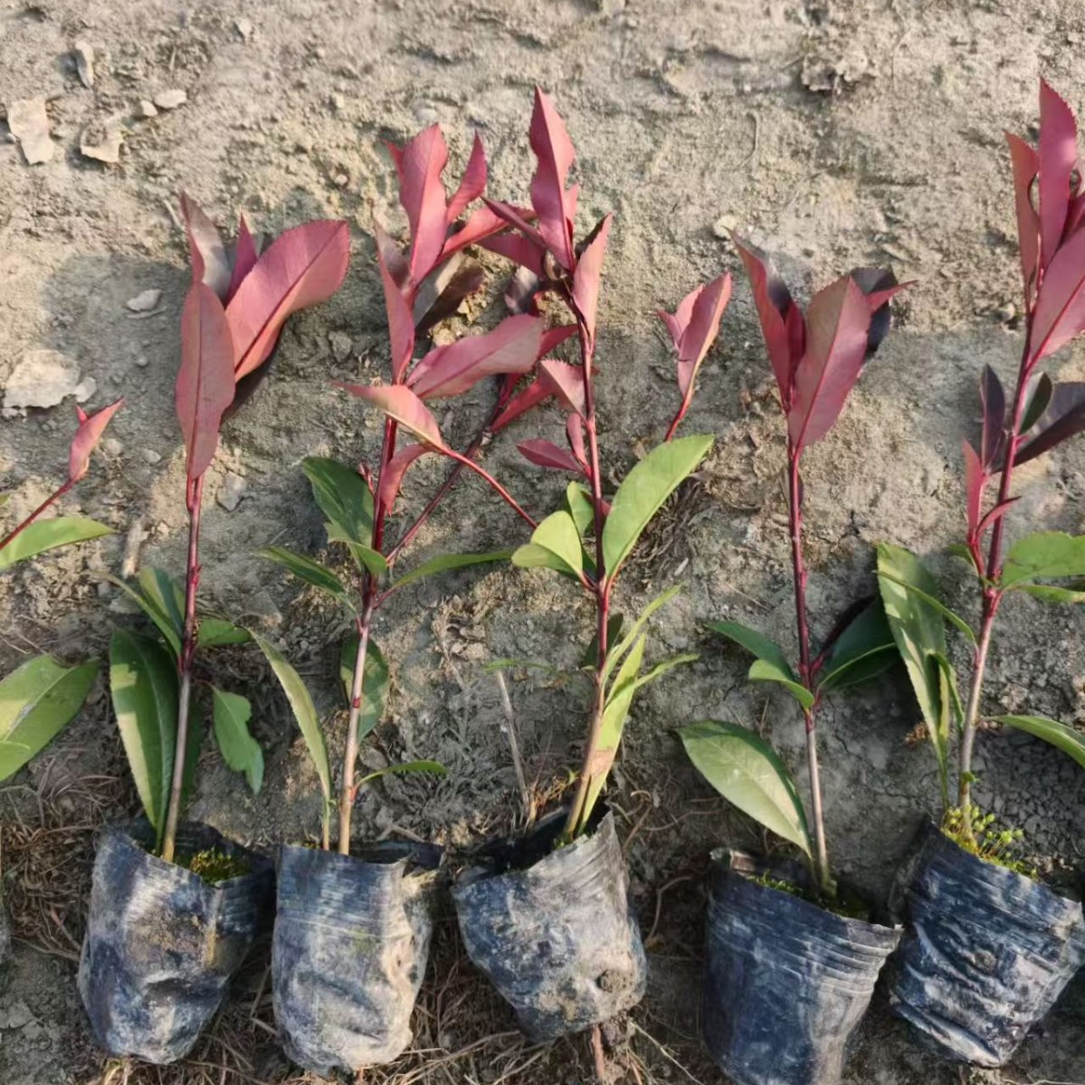 红叶石楠杯苗红叶石楠绿篱毛球批发市政工程庭院绿化