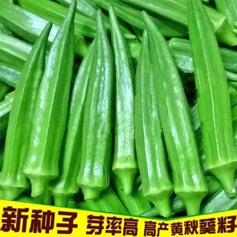 【秋葵种子】绿秋葵种籽四季播高产黄秋葵籽农家阳台庭院蔬菜种子