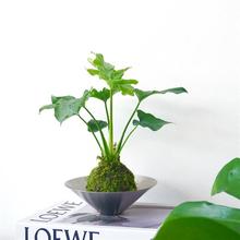 ����ins���W�L�Gֲ�҃Ⱥ��B���a̦�\������՚��ձ�