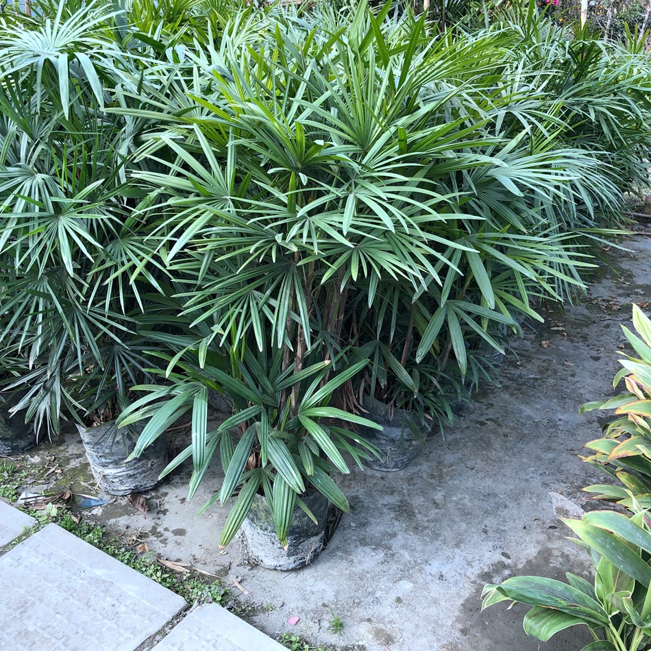 细叶棕竹盆栽 矮棕竹 室内外绿植盆栽花卉 家庭园艺棕榈植物-阿里巴巴