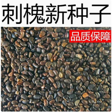 ̻NӰ׻̻㻨뻱N۷ۻSN