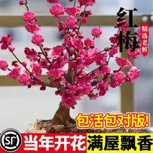 梅花盆栽树苗老桩盆景阳台庭院原生红梅大花浓香花卉耐寒四季腊梅