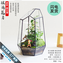 苔藓 玻璃花房 微景观生态瓶盆罩 创意礼品物植物批发 六面切割大