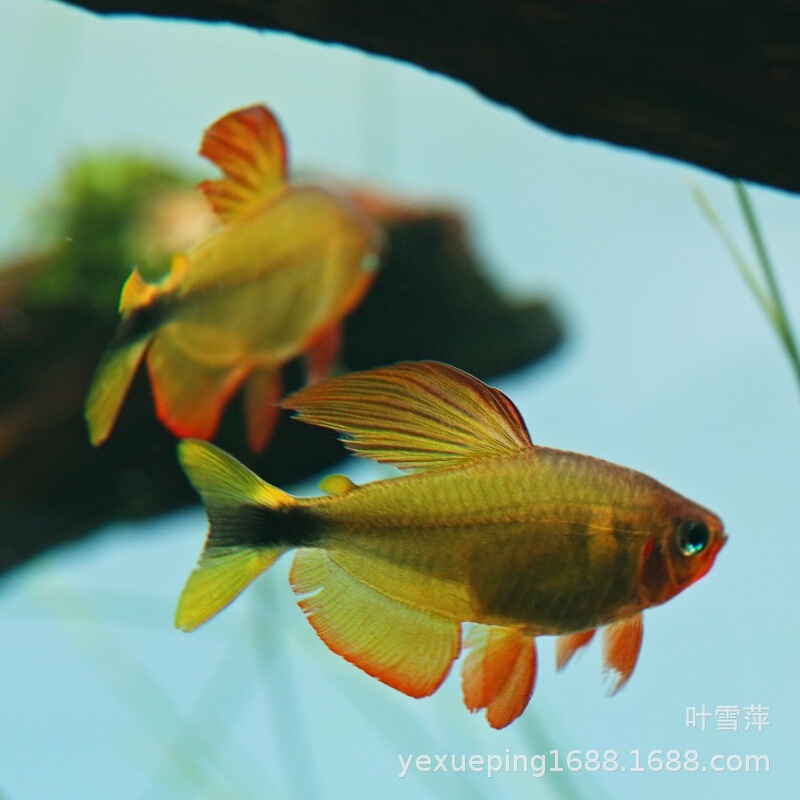 Butterfly Kitty Light Fish South American Tropical Ornamental Fish High-End Rare Species Butterfly Yellow Red Kitty Fish Live Wholesale