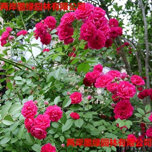 ���l���ۼt��������ֲ����S�������ļ��_����tɫ���ܴ�����