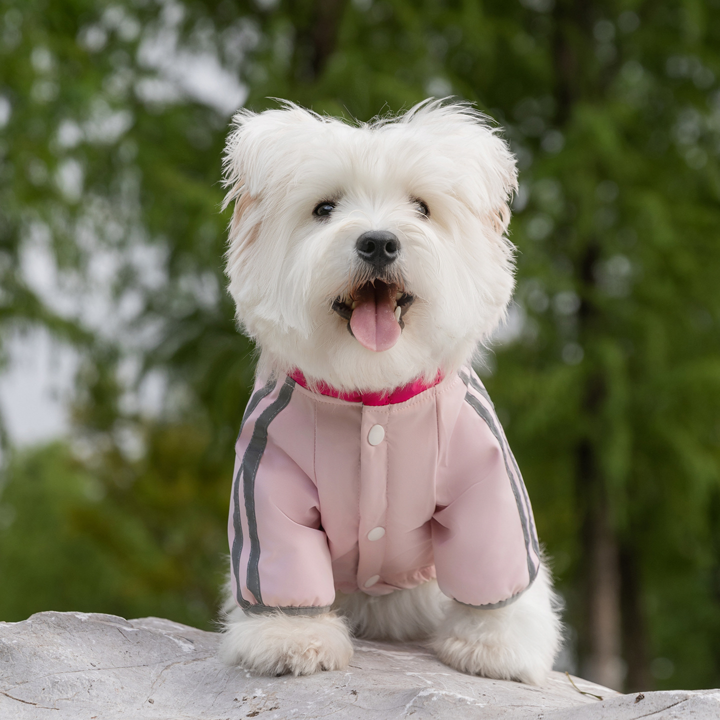 Otoño y invierno nuevo Aurora Shadow cuatro patas estampado de algodón de tracción perros pequeños y medianos perros gatos que osos ropa de mascotas