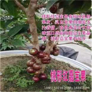 �����Ό���ɳ�ͼΌ��������ļ������������������Ե����Ϸ��Nֲ