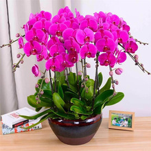 �����m���玧�����l؛���Դ����҃ȿ͏d�[��ֲ�ﻨ���ļ����B��