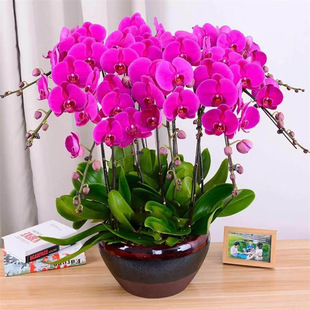 �����m���玧�����l؛���Դ����҃ȿ͏d�[��ֲ�ﻨ���ļ����B��