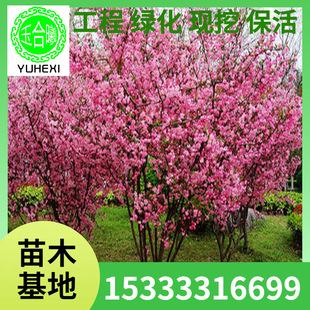 Wholesale Xifu Crabapple Saplings, Hanging Silk Crabapple, North American Crabapple Seedlings, Planted in the North and South, Blooming in All Seasons in the Same Year
