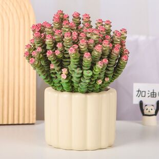 Colorful Money String Succulent Indoor Easy-To-Care-For Rare Variety Potted Flower