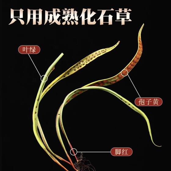 Kidney Essence Tea Northeast Changbai Mountain Authentic Wild Pure Natural Kidney Essence Grass Called Special Health Tea Bottled