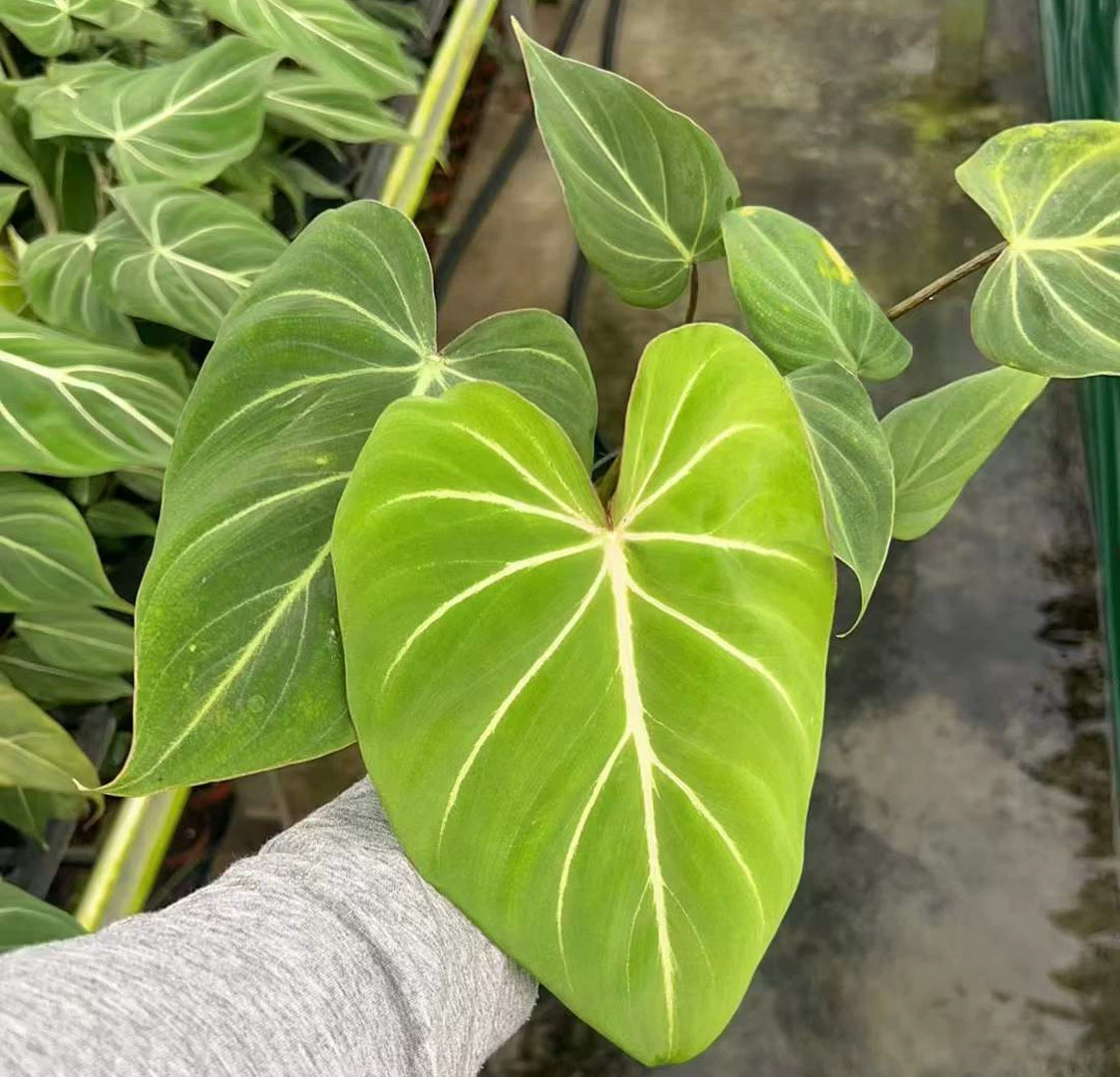 [Базовые прямые поставки] Домашние цветы Зеленые растения Чистые красные растения Листва Маленькие цветы в горшках 120 мин Пульс