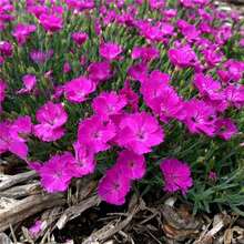 ��Ůʯ��N������ر�ʯ���ͺ��͟�������޸�����Wʯ��G������