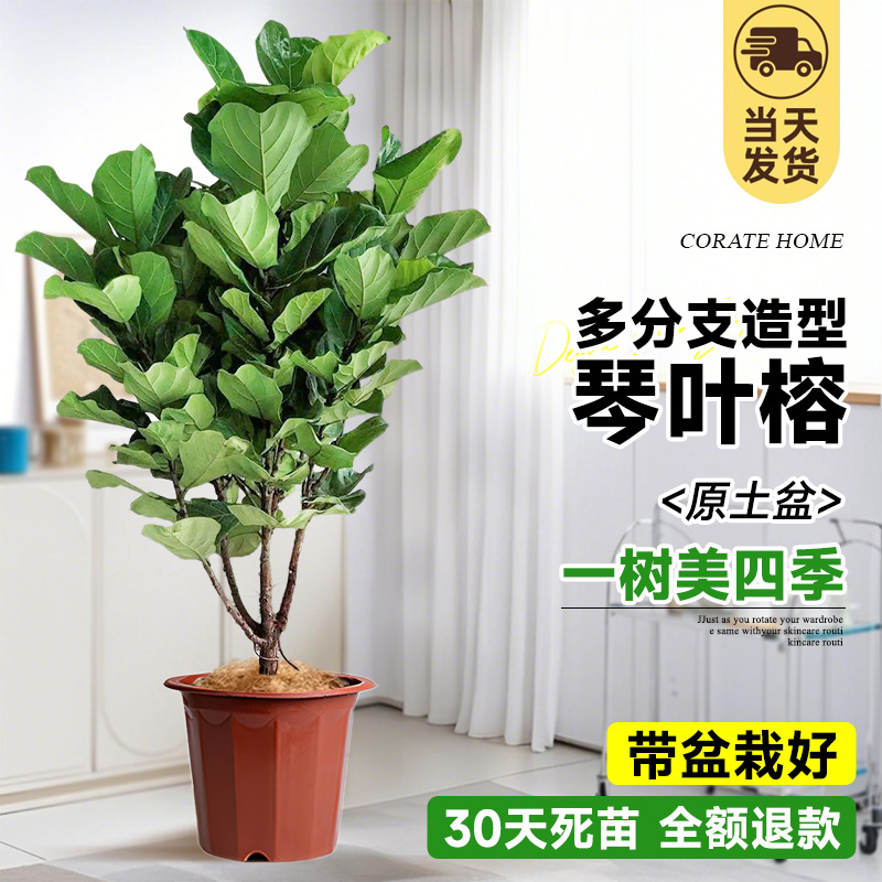 [SF Express 무료배송] 브라운 실크를 무료로 드려요! 스타일링 진예롱 1.5- 2m (오리지널 흙냄비)