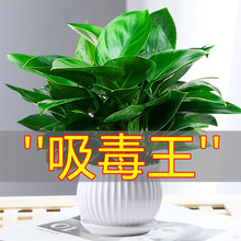 绿植水培万年青四季好养新房大叶绿公主金钻盆栽绿萝室内植物花卉