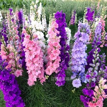 wݷN ǧBݷN ӻļN̨ͥԺԻ