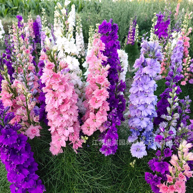 Дельфиниум крупноцветковый семена чидниолы голубь цветок многолетний Four Seasons посев балкон двор горшечный цветок