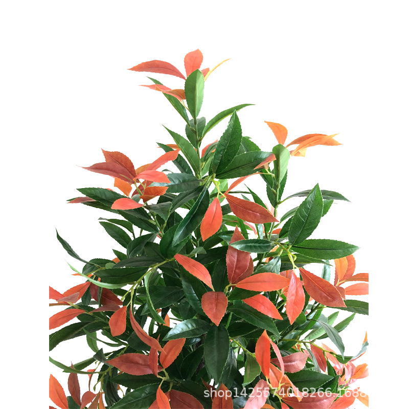 XRS-076 新桂花.jpg