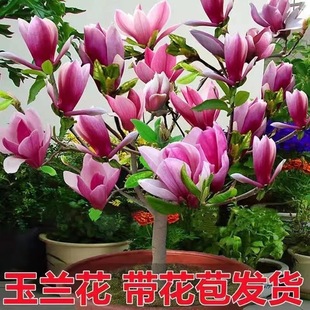 �����������������m�����绨�������҃���ͥԺ�����ϰ����m���ͺ�