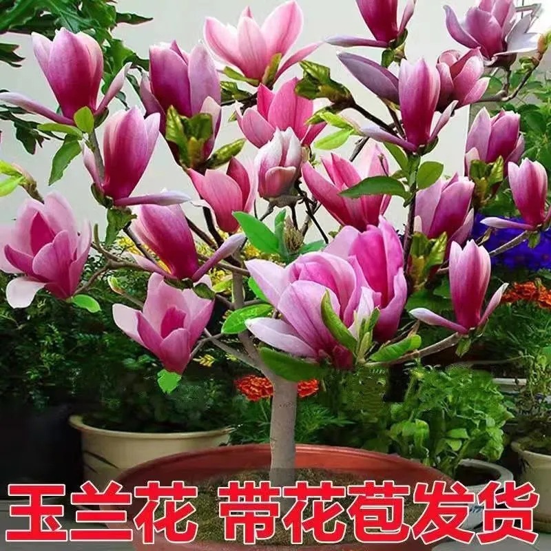 【带花苞】矮化玉兰花树苗花苗盆栽室内外庭院花卉紫白玉兰花耐寒