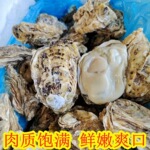 鲜活生蚝海鲜生蚝海捕大牡蛎新鲜海蛎子带壳大生蚝肉蒜蓉粉丝烧烤