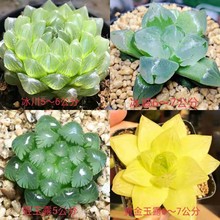 玉露多肉植物组合套餐花卉盆栽冰灯玉露室内大颗好养盆景包邮