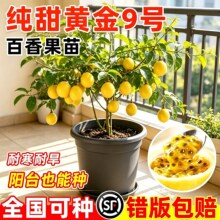 百香果苗嫁接黄金9号百香果树苗南北方阳台盆栽庭院种植当年结果