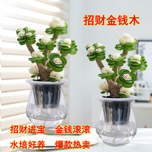 ����ֲؔ����Xľ����ˮ��ֲ������Ϙ��҃ȾGֲ�k�������滨��