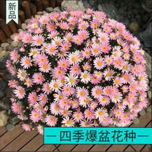 ױN_໨ļNԻֲﬔػN