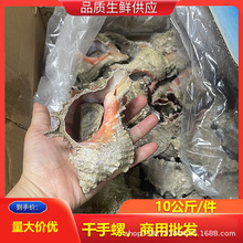 大西洋千手螺 狮子螺 冻带壳骨螺 老虎螺 200-300克/只 10公斤/件