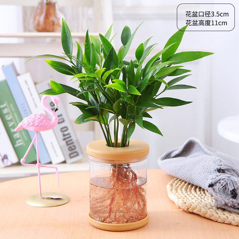 [한정특가] 엄선된 대형 모기퇴치대나무 5종(유럽식 수경화분+수정머드) +