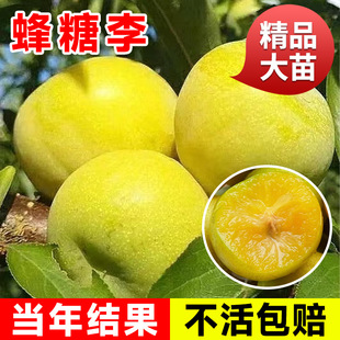 Plum Saplings Grafted with Bee Sugar Sanhua New Variety Red Heart Fruit Tree Guizhou North and South Courtyard Fruit Seedlings Cherries