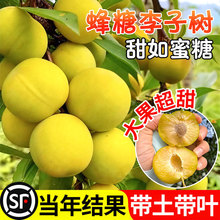 �ش���������ϱ����Nֲ������Ʒ�N�F�ݹ���������Ա��Ǽt����