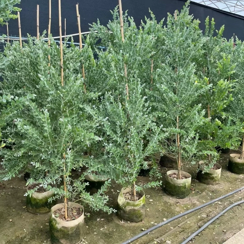 Серебряный лист акации в горшке саженец Открытый двор Балкон Озеленение Австралийские сорта Живописный парк деревьев Озеленение