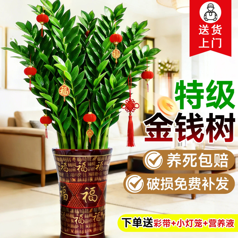 Money Tree Potted Plant for Living Room, Large High-End Flower Pot, Fortune Tree for Office, Easy to Maintain Green Plant Seedlings All Year Round Money Tree Potted Plant for Living Room, Large High-End Flower Pot, Fortune Tree for Office, Easy to Maintain Green Plant Seedlings All Year Round