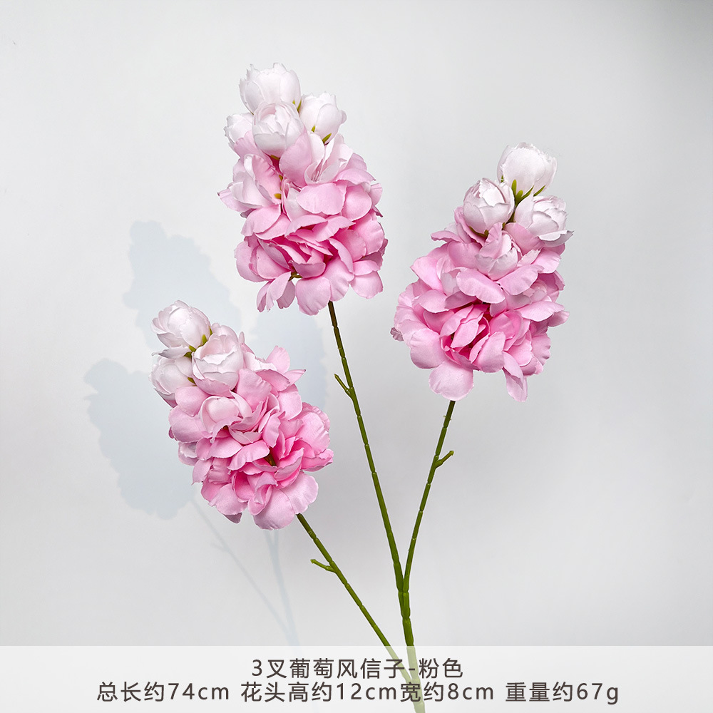 CC-3叉葡萄风信子-粉色