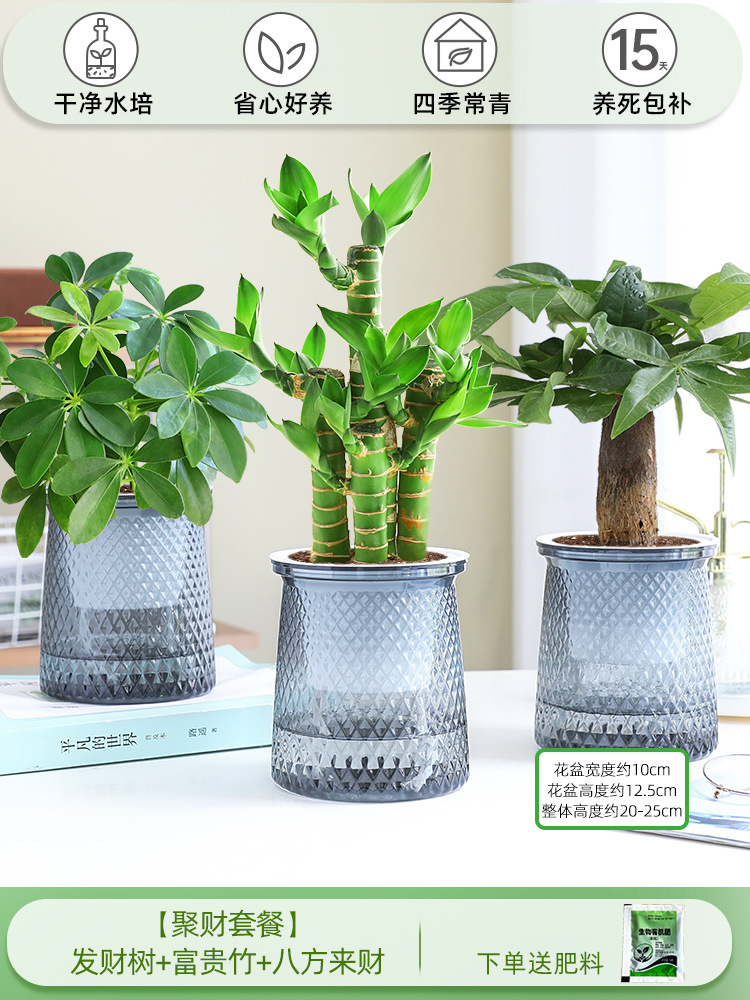 [부자 패키지] 돈나무 + 행운의 대나무 + 사방에서 오는 부