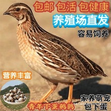 gÿµɷֳgwBųBСgu