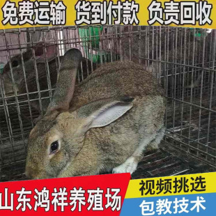 ���w�����r���Ӄr��̓rֱ�N���|�������÷N�ó��۵ͱ����r��