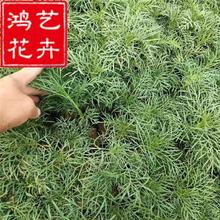 四季花苗波斯菊杯苗花境地被工程园林公园绿化植物苗青州基地批发