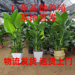 �����B�Gֲ����ֲ���k���ҿ͏d�[�Ń������W��ȩ�ļ��҃ȸߙn�լ
