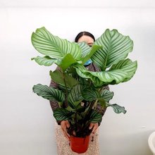 �������O�������҃ȿ͏d���Ի��ܺ��B�׻�W�L���~���Bֳ���lһ