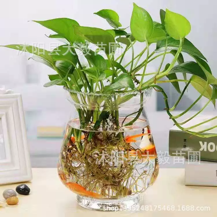 Прозрачный стеклянный цветочный горшок гидропонное яйцо динозавра зеленая ваза редиса круглый Воск Тыква кружева аквариум растительные украшения