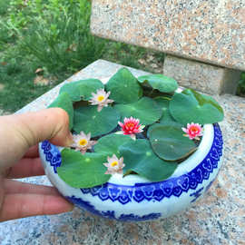 迷你小睡莲带花芽黑美人家庭盆栽水培水生植物四季花卉碗莲根块茎