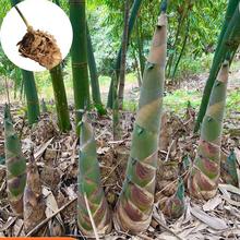 广东麻竹头麻竹笋种植头大型丛生竹头甜竹K头食用竹笋竹叶可包棕