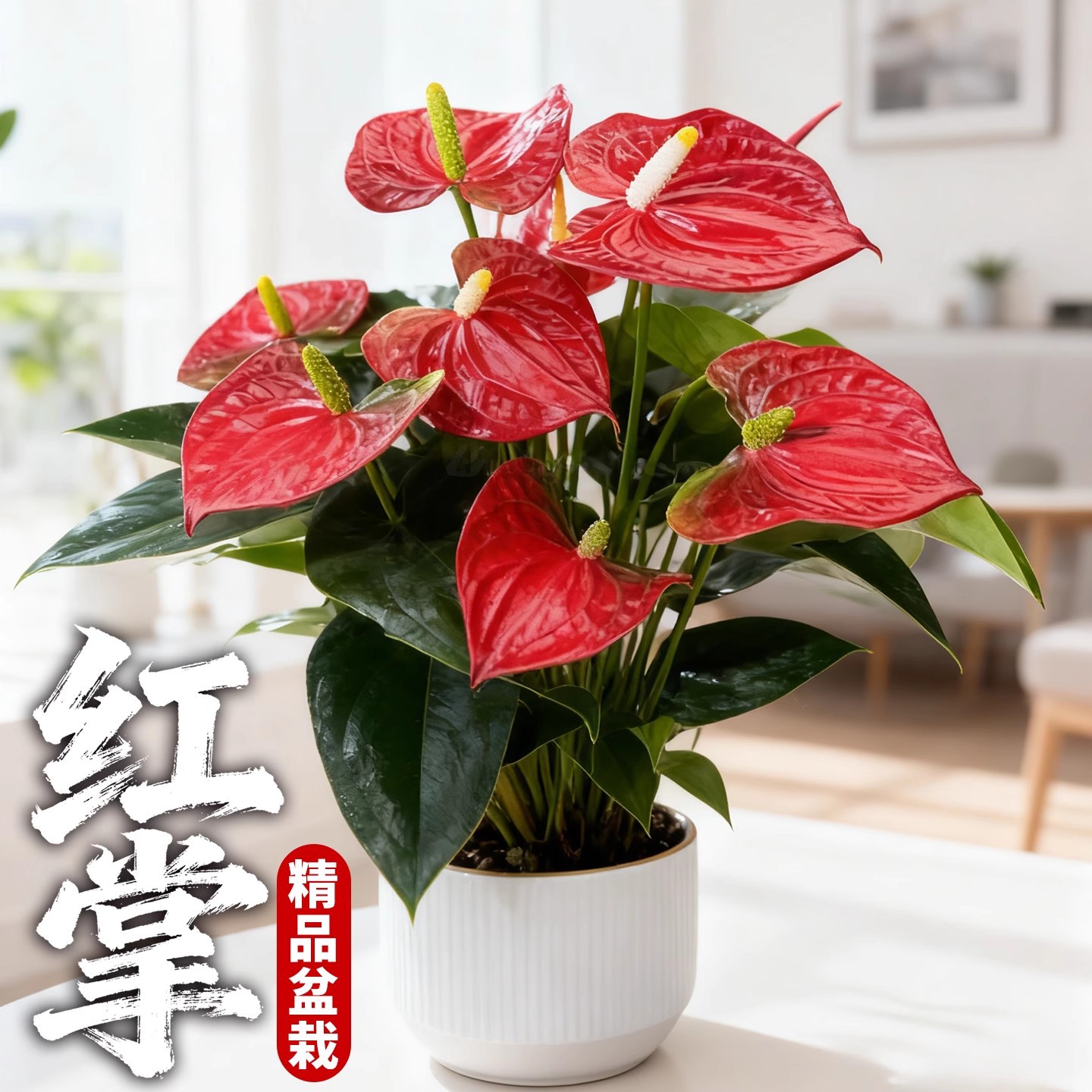 Potted Anthurium with Large Flowers and Leaves, a Living Room Plant That Symbolizes Good Fortune and Prosperity, a Green Plant That Blooms in All Seasons for the Office