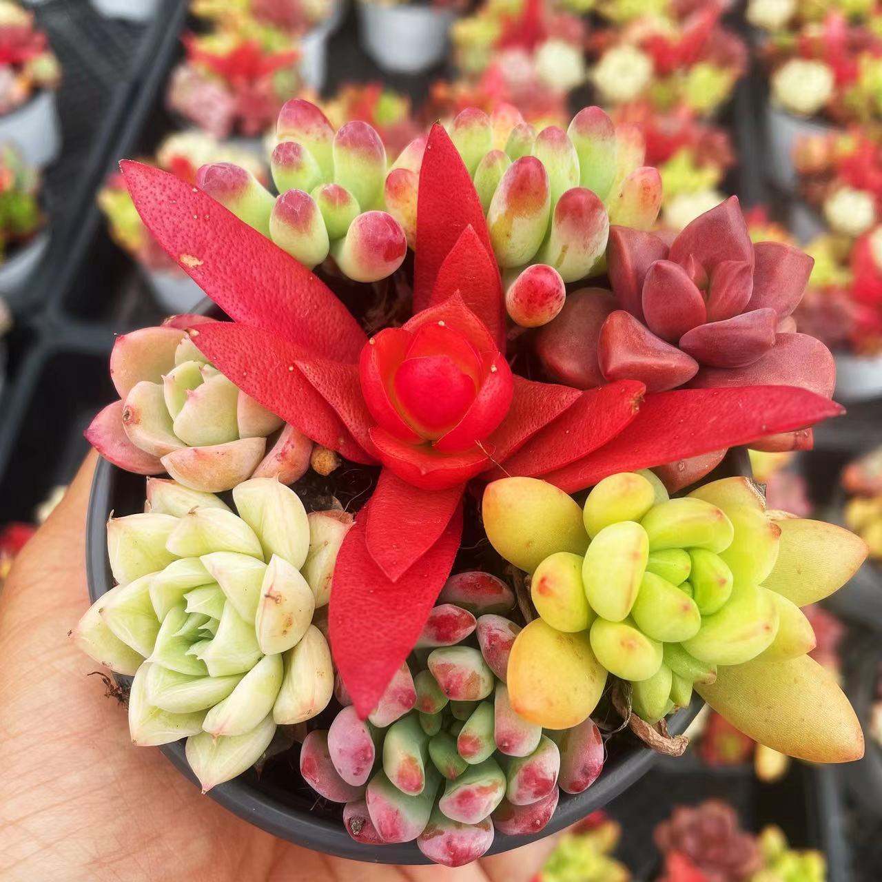 [선물 1순위] 다육식물 7개 이상이 담긴 다채로운 다육 화분, 왕관 폭 8-9cm(흰색 원형 플라스틱 화분은 배송이 용이함)