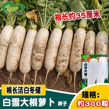 白雪大根白萝卜种子 农田菜园杂交肉质脆嫩白皮白肉雪中白萝卜籽