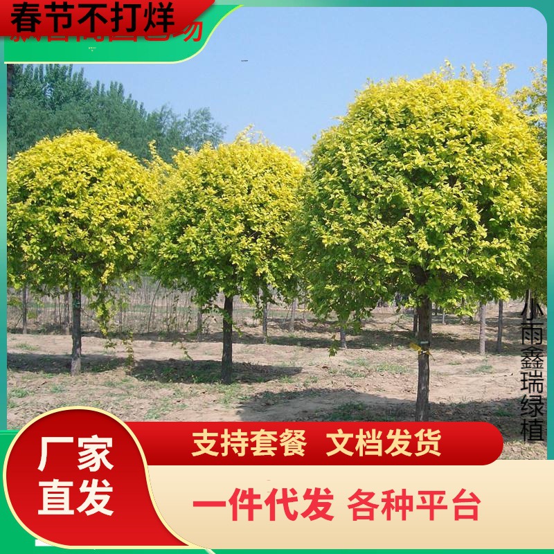 一件代发庭院绿化苗金叶榆树苗围墙造型树黄金榆树苗榆树苗行道树